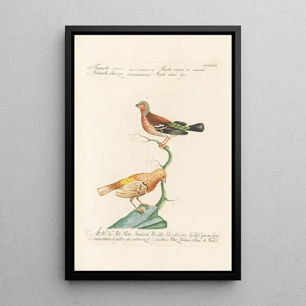 Ornithologia methodice digesta Pl319 - Saverio Manetti — ingelijst kunstwerk aan de muur