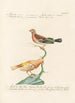 Ornithologia methodice digesta Pl319 - Saverio Manetti — artwork view