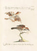 Ornithologia methodice digesta Pl322 - Saverio Manetti — artwork view