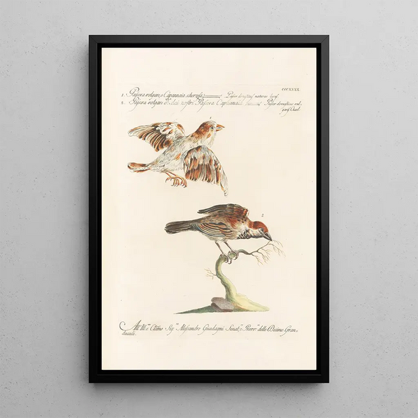 Ornithologia methodice digesta Pl322 - Saverio Manetti — ingelijst kunstwerk aan de muur