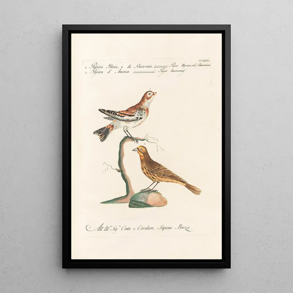 Ornithologia methodice digesta Pl324 - Saverio Manetti — ingelijst kunstwerk aan de muur