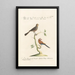 Ornithologia methodice digesta Pl325 - Saverio Manetti — framed artwork on a wall