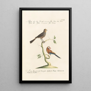 Saverio Manetti - Ornithologia methodice digesta Pl325.webp