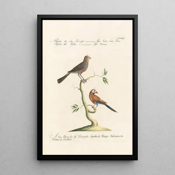 Ornithologia methodice digesta Pl325 - Saverio Manetti — ingelijst kunstwerk aan de muur