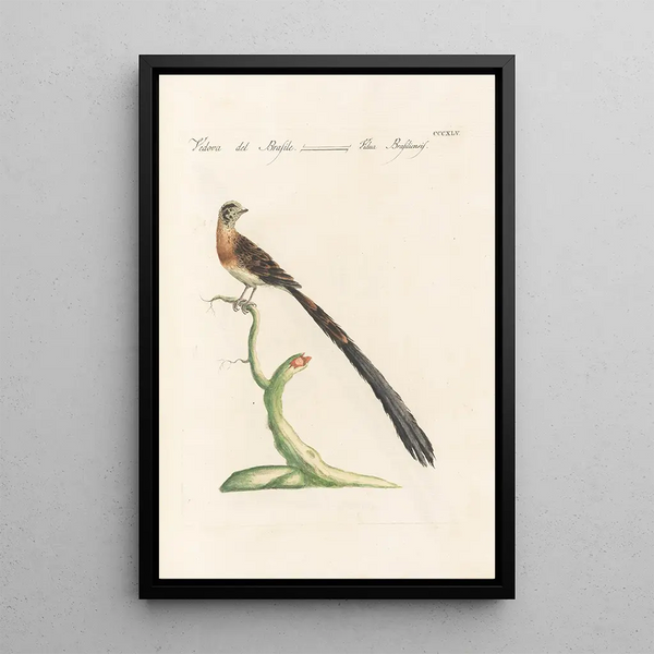 Ornithologia methodice digesta Pl327 - Saverio Manetti — ingelijst kunstwerk aan de muur
