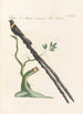Ornithologia methodice digesta Pl328 - Saverio Manetti — artwork view