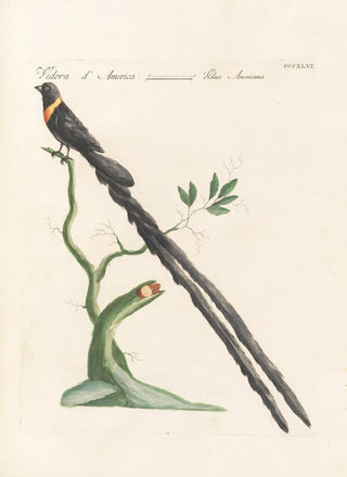 Saverio Manetti - Ornithologia methodice digesta Pl328.webp