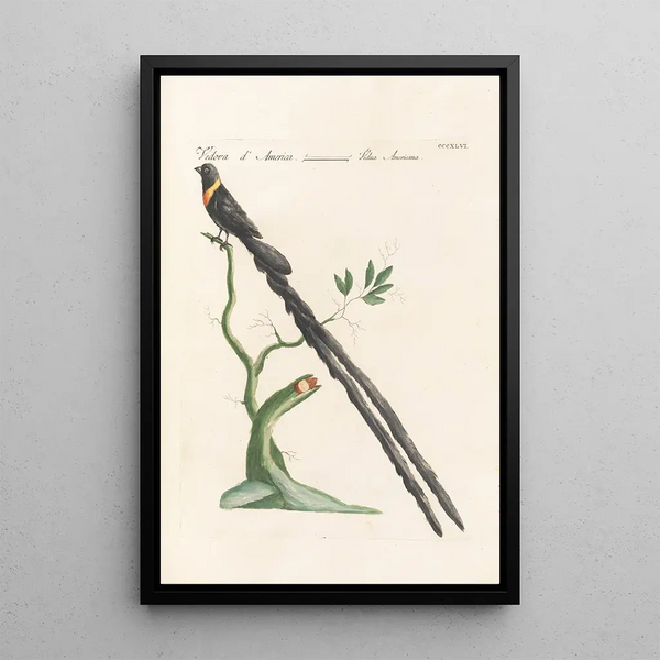 Ornithologia methodice digesta Pl328 - Saverio Manetti — ingelijst kunstwerk aan de muur