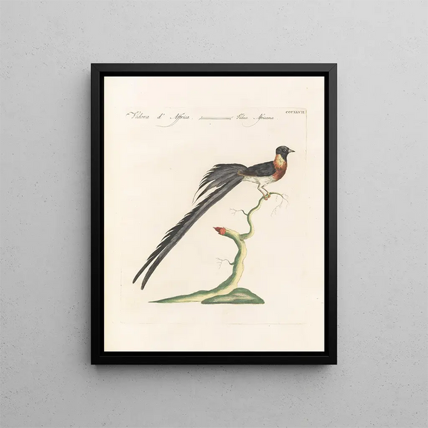 Vogelkennis systematisch verwerkt Pl329 - Saverio Manetti — ingelijst kunstwerk aan de muur