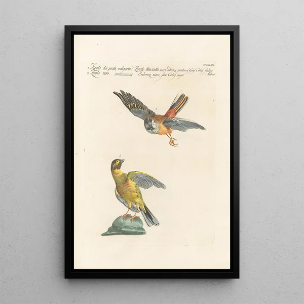 Ornithologia methodice digesta Pl331 - Saverio Manetti — ingelijst kunstwerk aan de muur