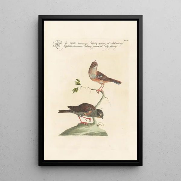 Ornithologia methodice digesta Pl332 - Saverio Manetti — ingelijst kunstwerk aan de muur