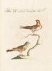 L'ornithologie systematisch verteerd Schilderij Pl333 - Saverio Manetti — weergave van het kunstwerk