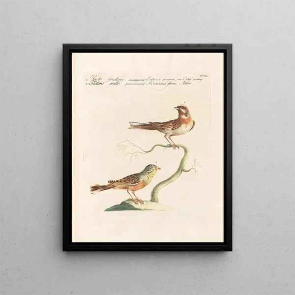 L'ornithologie systematisch verteerd Schilderij Pl333 - Saverio Manetti — ingelijst kunstwerk aan de muur