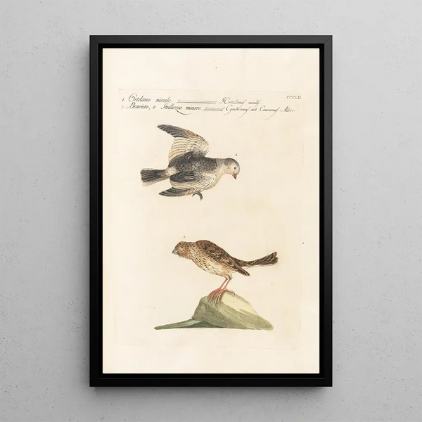 Ornithologia methodice digesta Pl334 - Saverio Manetti — ingelijst kunstwerk aan de muur