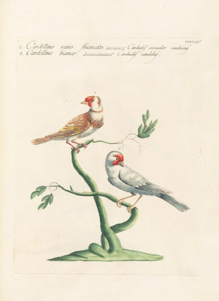 Saverio Manetti - Ornithologia methodice digesta Pl336.webp