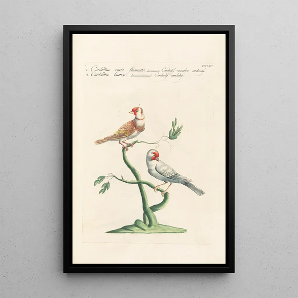 Ornithologia methodice digesta Pl336 - Saverio Manetti — ingelijst kunstwerk aan de muur