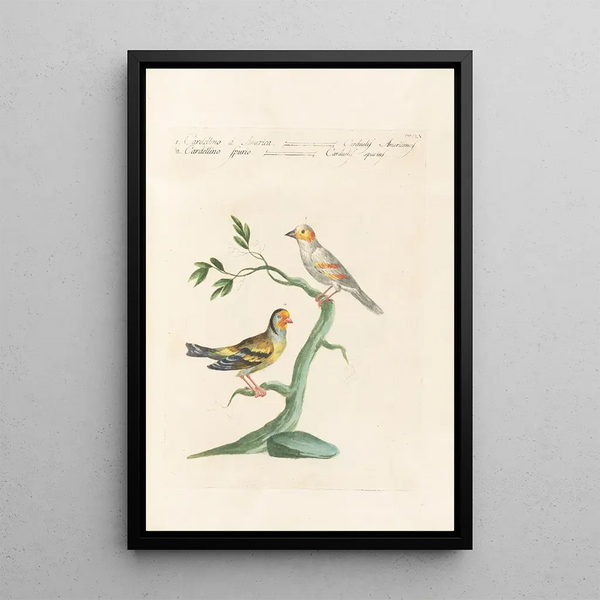 Ornithologia methodice digesta Pl337 - Saverio Manetti — ingelijst kunstwerk aan de muur