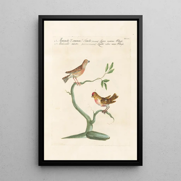 Ornithologia methodice digesta Pl338 - Saverio Manetti — ingelijst kunstwerk aan de muur