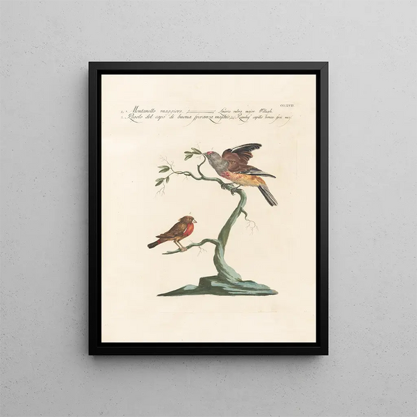 Saverio Manetti - Ornithologia methodice digesta Pl339.webp
