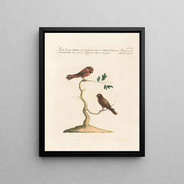 Vogelwereld systematisch geordend Schilderij Pl340 - Saverio Manetti — ingelijst kunstwerk aan de muur