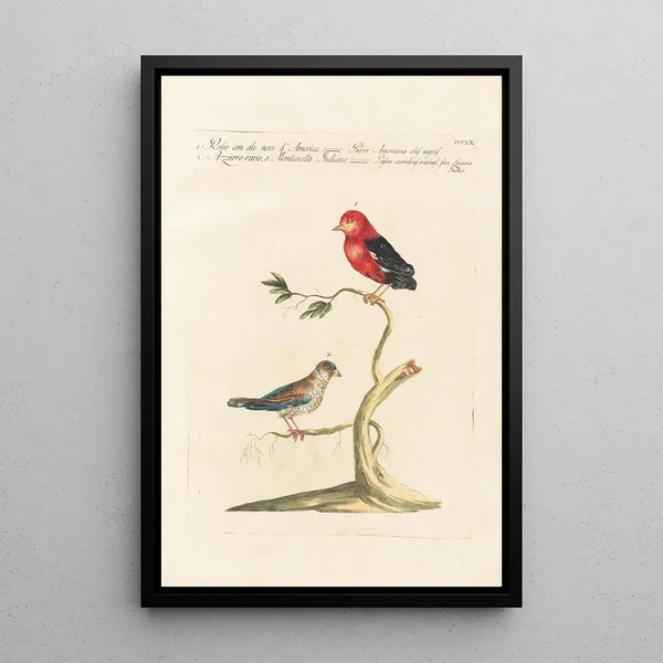 Ornithologia methodice digesta Pl342 - Saverio Manetti — ingelijst kunstwerk aan de muur