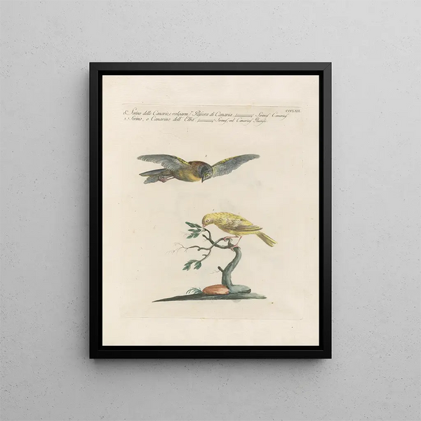 Saverio Manetti - Ornithologia methodice digesta Pl344.webp