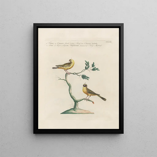 Vogelkennis systematisch verwerkt Pl345 - Saverio Manetti — ingelijst kunstwerk aan de muur