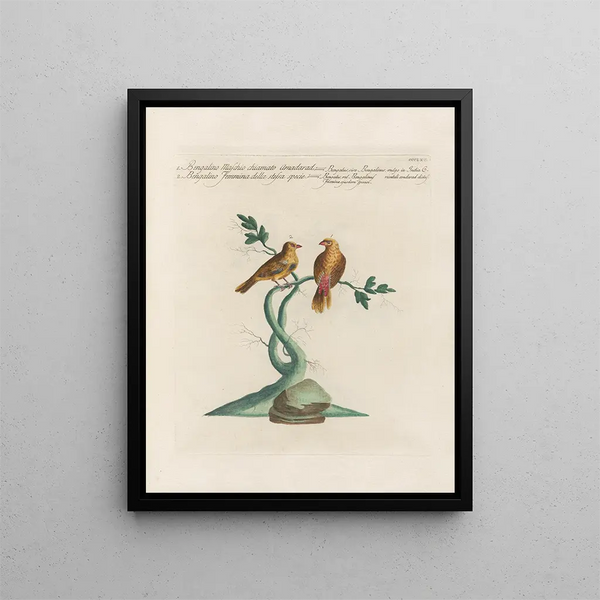L'ornithologie methodisch verteerd Pl347 - Saverio Manetti — ingelijst kunstwerk aan de muur