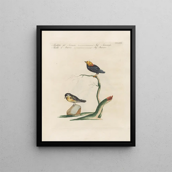 L'ornithologie methodisch verteerd Pl351 - Saverio Manetti — ingelijst kunstwerk aan de muur