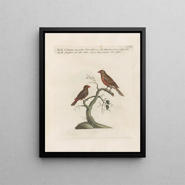 Vogelkennis systematisch geordend Pl352 - Saverio Manetti — ingelijst kunstwerk aan de muur