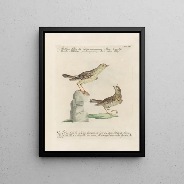 L'ornithologie methodisch verteerd Pl354 - Saverio Manetti — ingelijst kunstwerk aan de muur