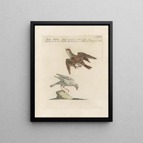 Vogelwereld systematisch geordend Schilderij Pl355 - Saverio Manetti — ingelijst kunstwerk aan de muur