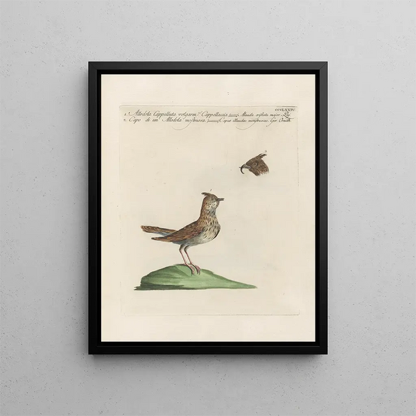 L'ornithologie methodisch verteerd Pl356 - Saverio Manetti — ingelijst kunstwerk aan de muur