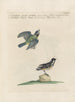Vogelkennis systematisch geordend Pl358 - Saverio Manetti — weergave van het kunstwerk