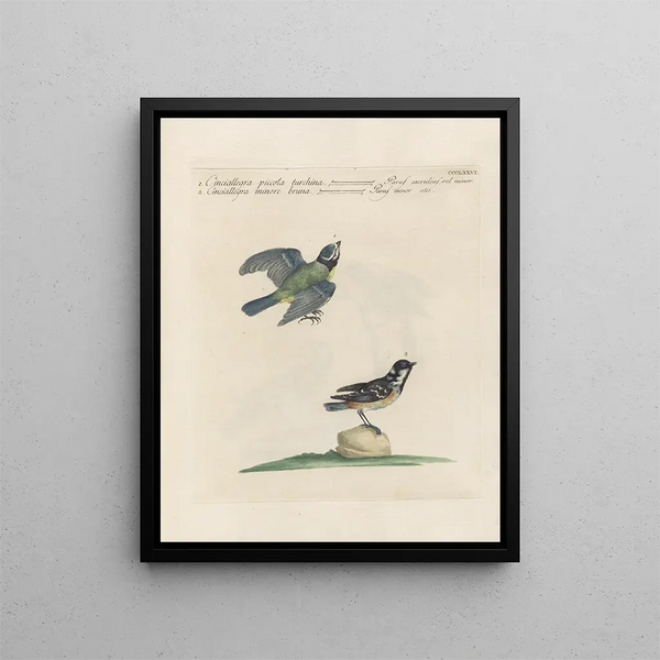 Vogelkennis systematisch geordend Pl358 - Saverio Manetti — ingelijst kunstwerk aan de muur