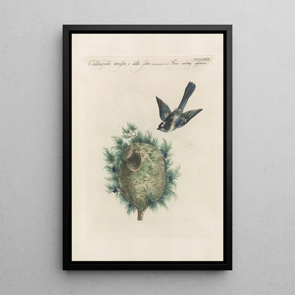 Ornithologia methodice digesta Pl361 - Saverio Manetti — ingelijst kunstwerk aan de muur