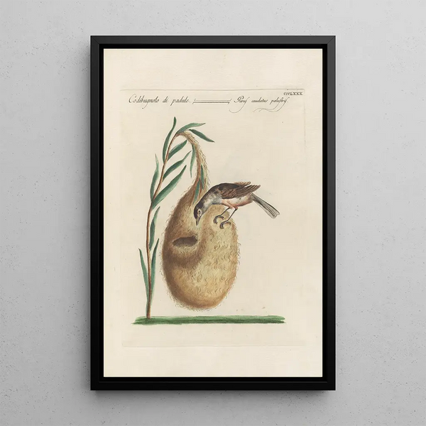 Ornithologia methodice digesta Pl362 - Saverio Manetti — ingelijst kunstwerk aan de muur