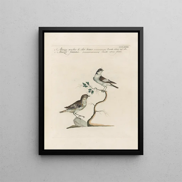 L'ornithologie methodisch verteerd Pl363 - Saverio Manetti — ingelijst kunstwerk aan de muur