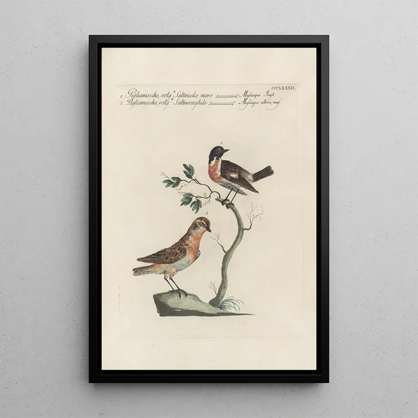Ornithologia methodice digesta Pl364 - Saverio Manetti — ingelijst kunstwerk aan de muur