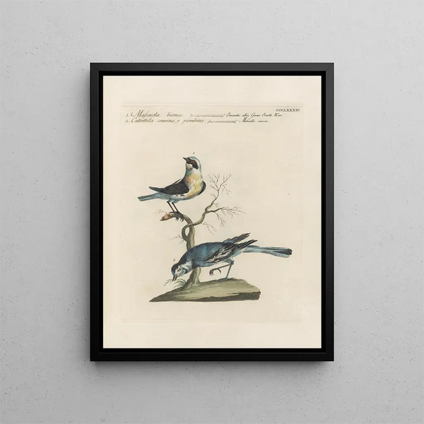 L'ornithologie methodisch verteerd Pl366 - Saverio Manetti — ingelijst kunstwerk aan de muur