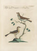Vogelkennis systematisch geordend Pl370 - Saverio Manetti — weergave van het kunstwerk