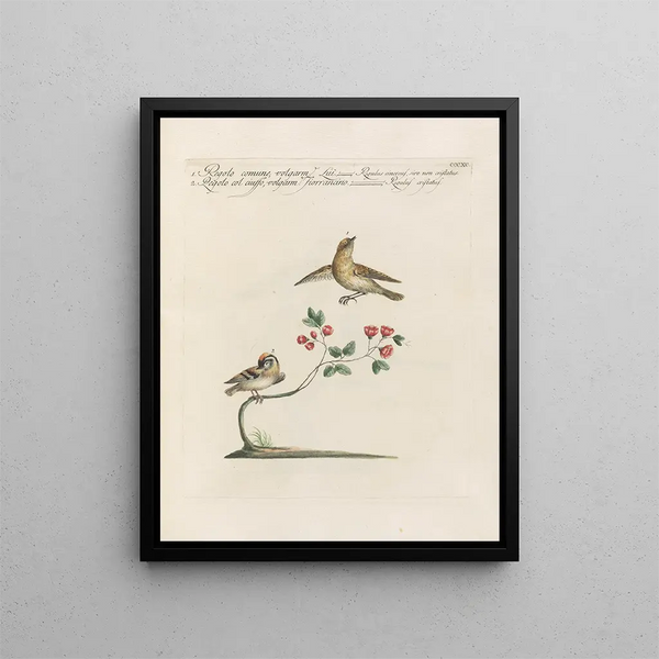 Vogelkennis systematisch verwerkt Pl372 - Saverio Manetti — ingelijst kunstwerk aan de muur