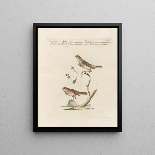 L'ornithologie heeft methodisch verteerd Pl376 - Saverio Manetti — ingelijst kunstwerk aan de muur