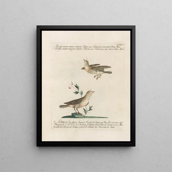 L'ornithologie heeft methodisch verteerd Pl377 - Saverio Manetti — ingelijst kunstwerk aan de muur