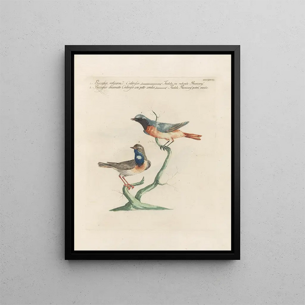 Ornithologie methodisch verteerd Pl379 - Saverio Manetti — ingelijst kunstwerk aan de muur