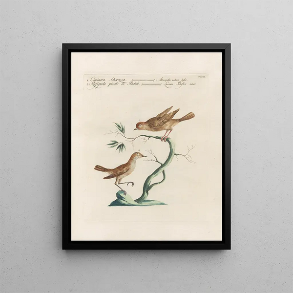 L'ornithologie heeft methodisch verteerd Pl381 - Saverio Manetti — ingelijst kunstwerk aan de muur