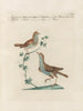 Vogelkennis systematisch verwerkt Pl382 - Saverio Manetti — weergave van het kunstwerk