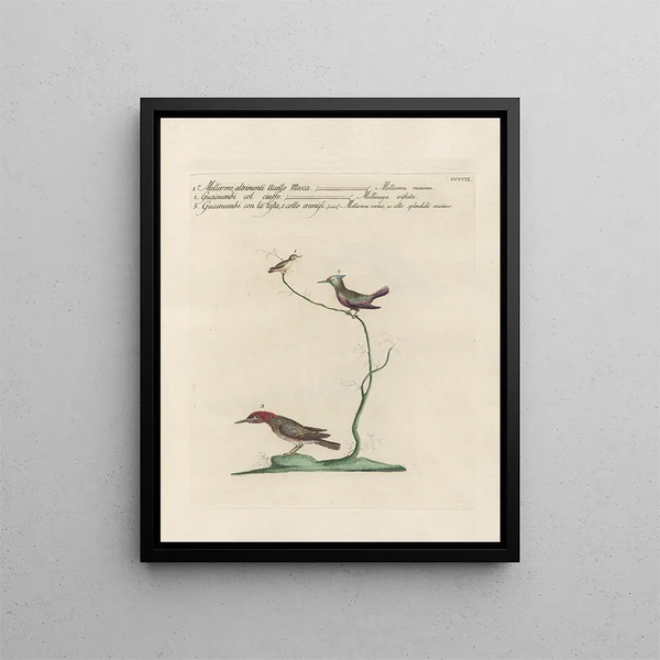 Vogelkennis systematisch geordend Pl384 - Saverio Manetti — ingelijst kunstwerk aan de muur