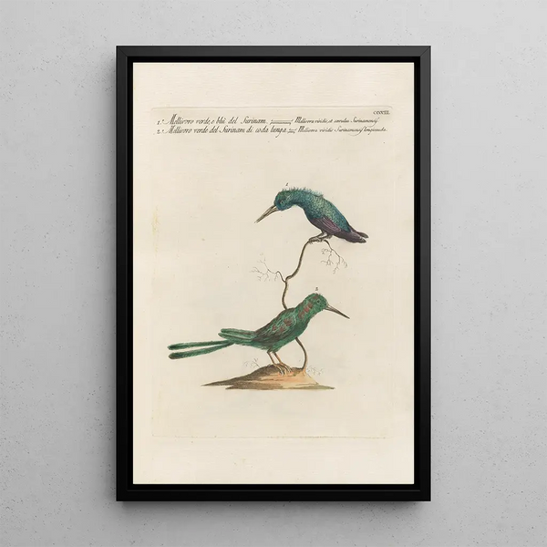 Ornithologia methodice digesta Pl385 - Saverio Manetti — ingelijst kunstwerk aan de muur