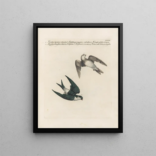Vogelwereld systematisch geordend Pl390 - Saverio Manetti — ingelijst kunstwerk aan de muur